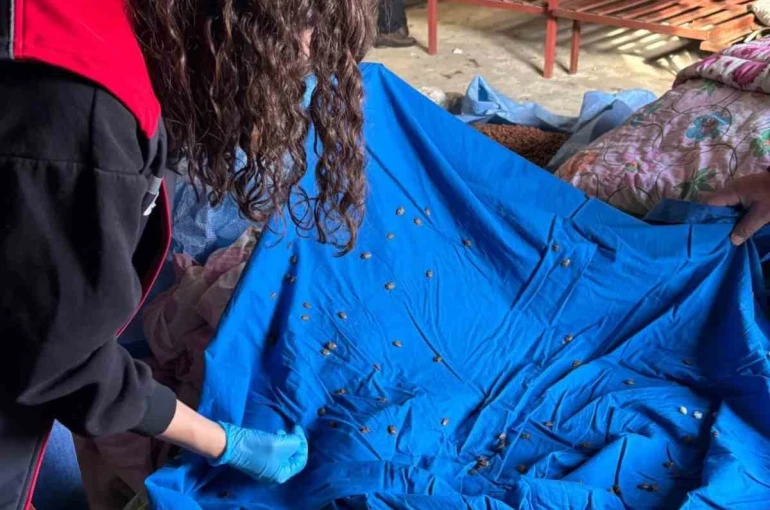 Samuray arısı üretiminde kullanılmak üzere kahverengi kokarca topluyorlar 