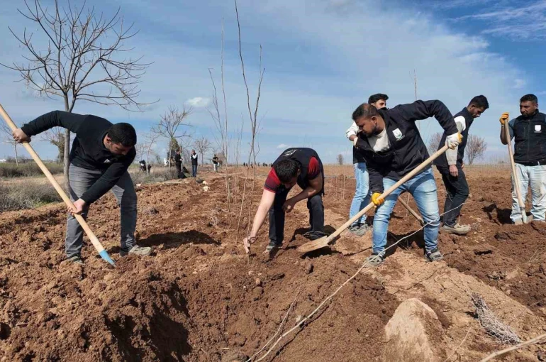 Şanlıurfa Büyükşehir Belediyesi’nden 20 bin çınarlık yeşil hamle 
