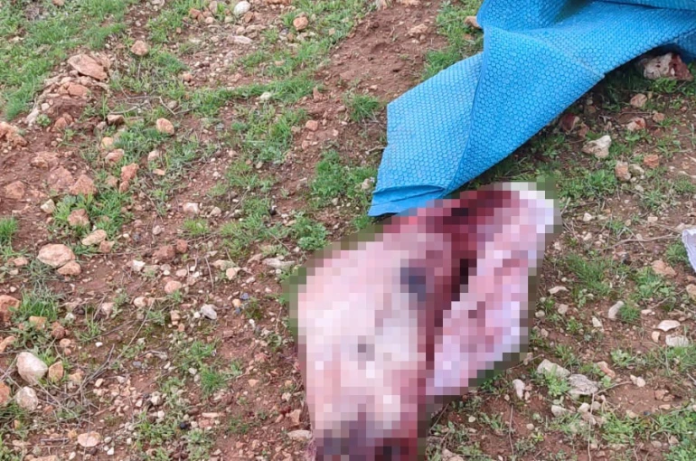 Şanlıurfa’da mide bulandıran görüntüler: Kesilmiş at kafası ve parçaları bulundu 