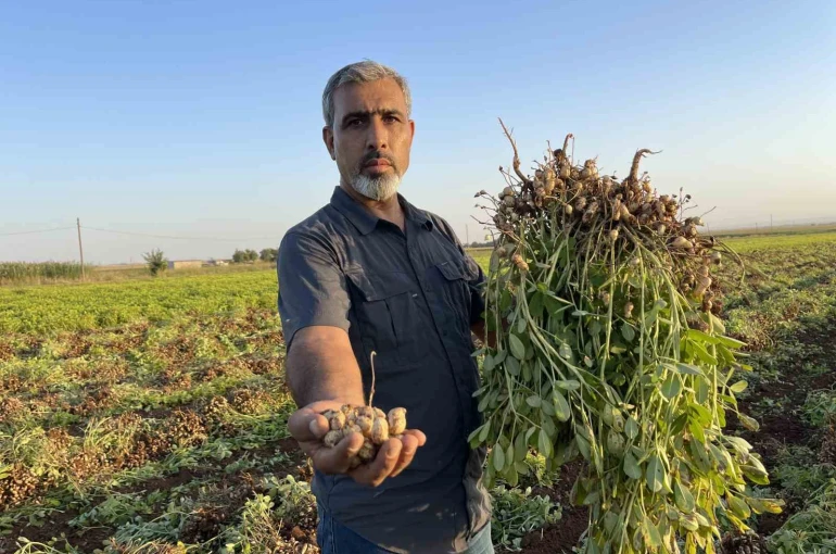Şanlıurfa’da pamuk yerini yer fıstığına bırakıyor 