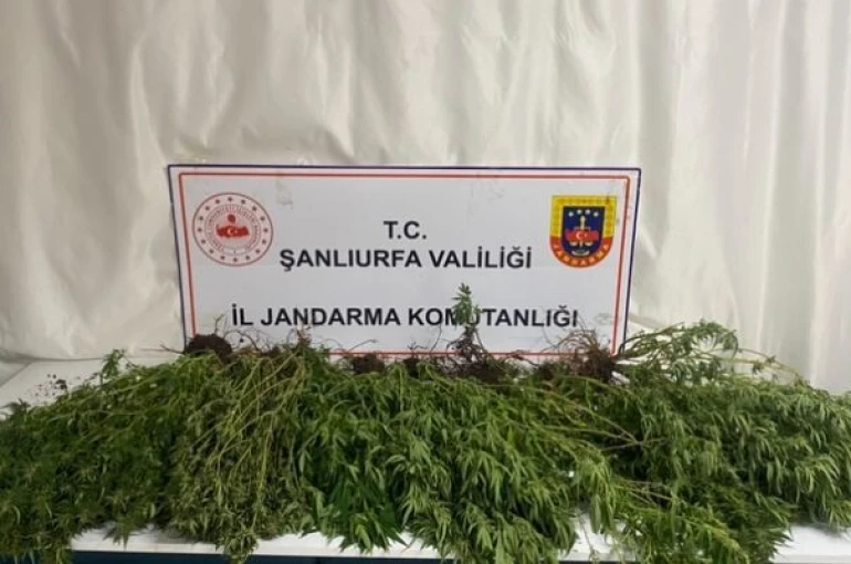 Şanlıurfa’da silah, uyuşturucu ve 196 kök kenevir bitkisi ele geçirildi 
