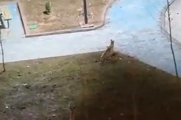 Şanlıurfa’da yiyecek arayan 2 tilki kent merkezine indi