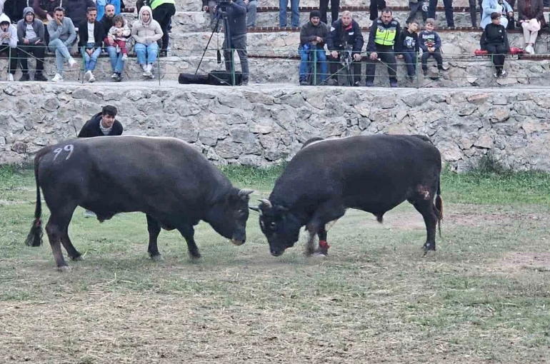 Şap hastalığı nedeniyle ertelenen Ardanuç boğa güreşleri festivali sona erdi