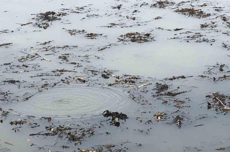 Sapanca Gölü’nden sonra bir korkutan görüntü de Efteni Gölü’nde oluştu 