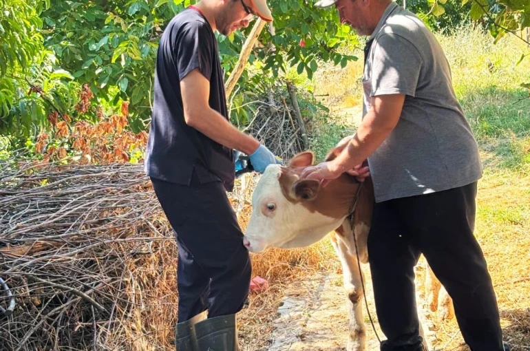 Şaphane’de büyükbaş hayvanlara kimliklendirme çalışması