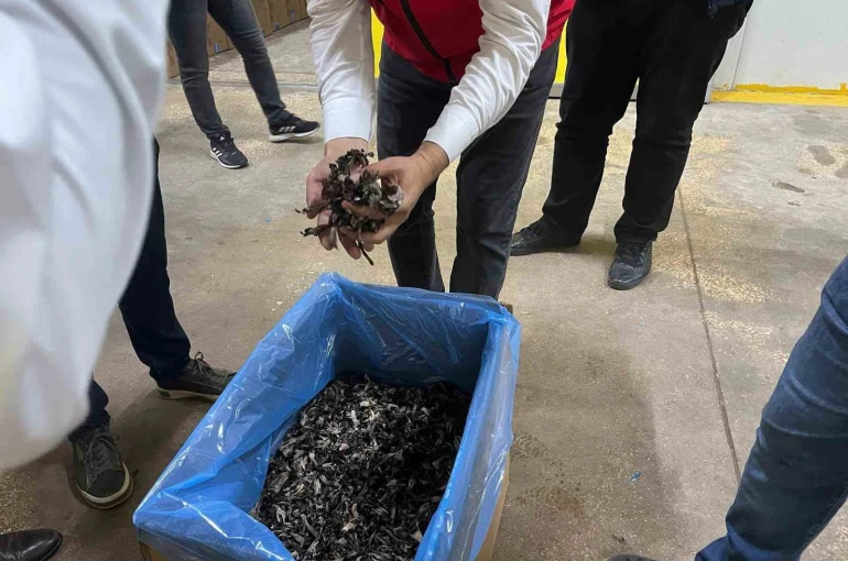 Saray ormanlarından trüf mantarı ihracatı 