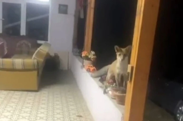 Saray’da tilki ile sohbet görenleri güldürdü 