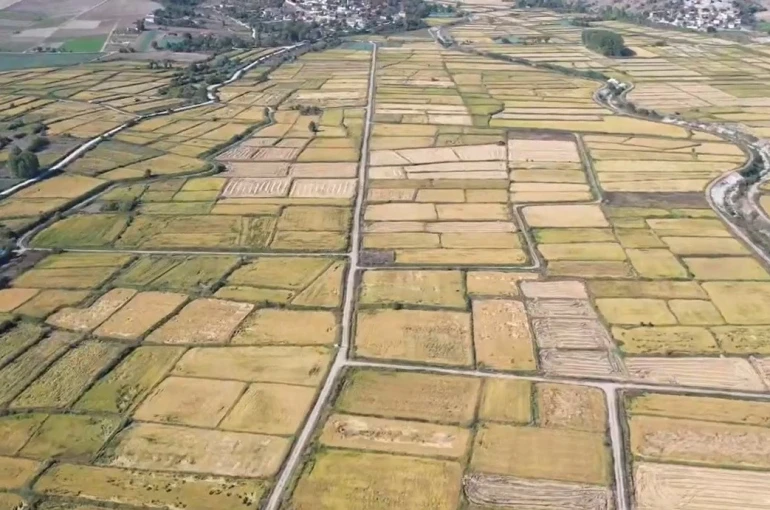 Saraydüzü’nde çeltik hasadı başladı 