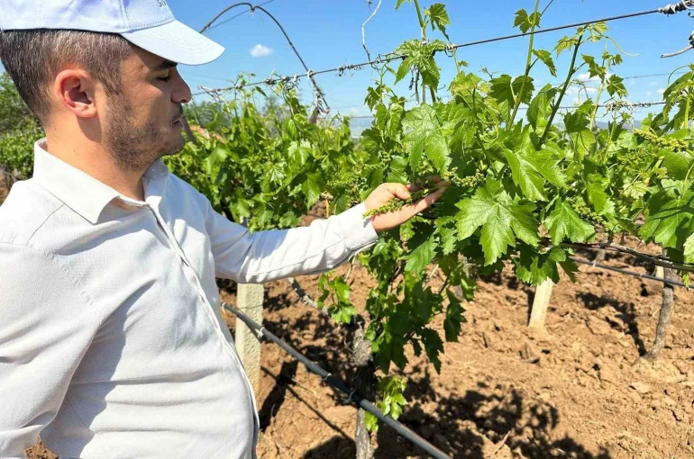 Sarıgöl bağlarında 3K hamlesi 