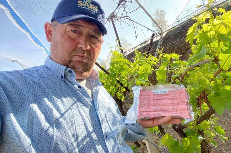 Sarıgöl Ovası’nda üzüm bağlarında "Fenomen Tel" seferberliği 