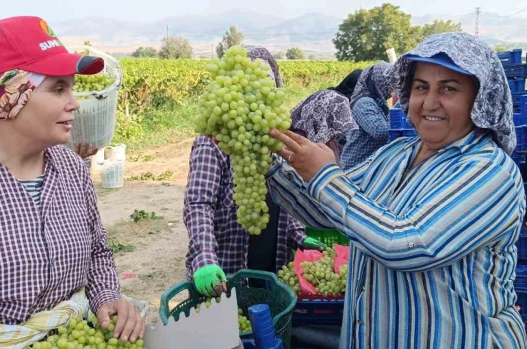 Sarıgöl’de 5,5 kiloluk üzüm salkımı 