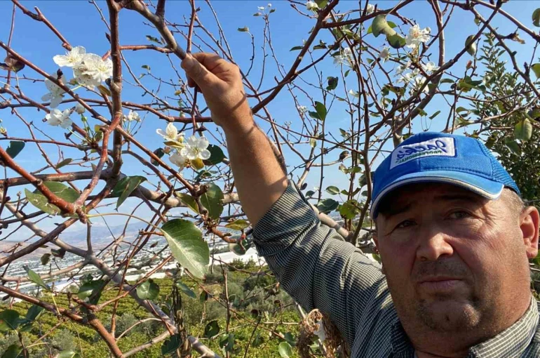 Sarıgöl’de armut ağacı ikinci kez çiçek açtı 
