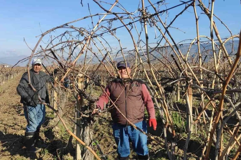 Sarıgöl’de bağ budama işçi ücretleri belli oldu