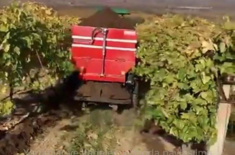 Sarıgöl’de bağlara kışlık doğal gübre verilmeye başlandı 