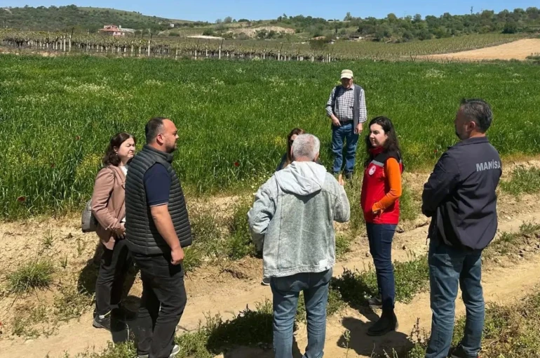 Sarıgöl’de incir hamlesi 