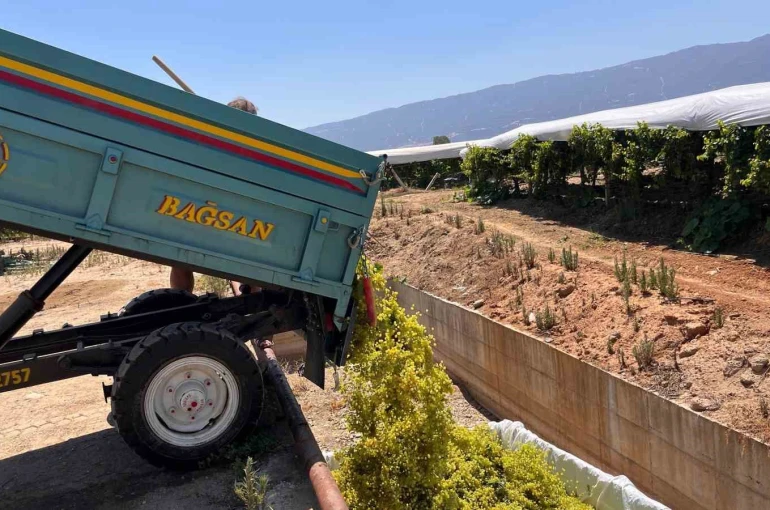 Sarıgöl’de şaraplık üzüm alımları başladı 