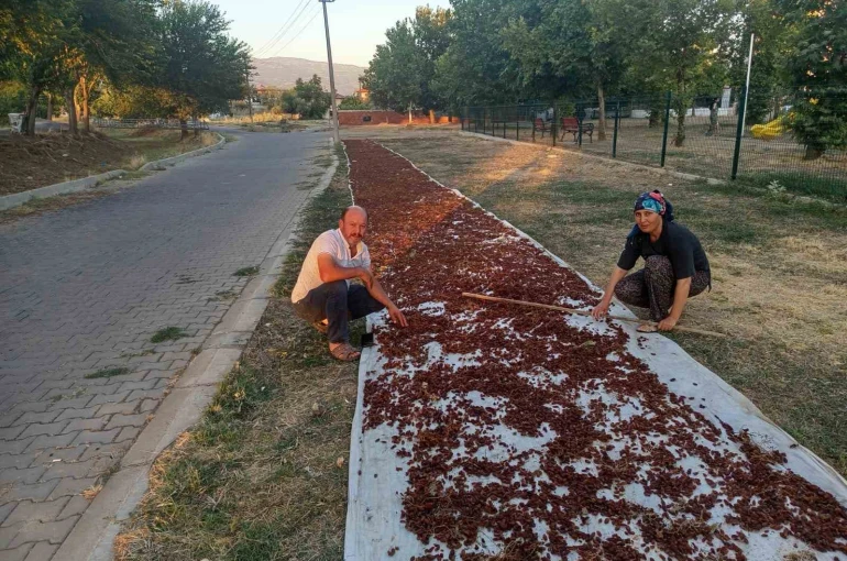 Sarıgöl’de sezonun ilk kuru üzümü çuvala girdi 