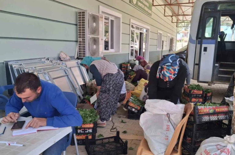 Sarıgöl’de taze bağ yaprağı mesaisi başladı 