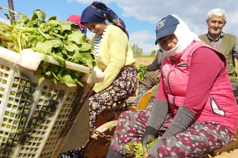 Sarıgöl’de tütün dikimi başladı 