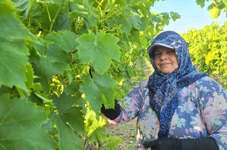 Sarıgöl’de üzüm bağlarında imece mesaisi