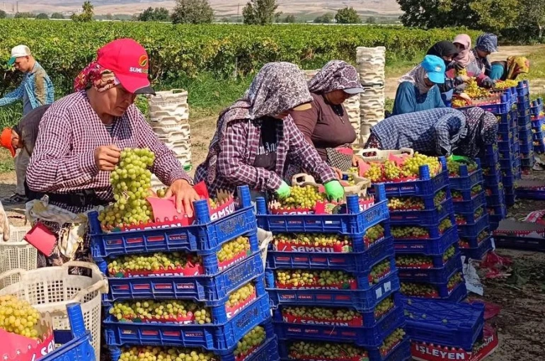 Sarıgöl’de üzüm hasadı aralıksız sürüyor 