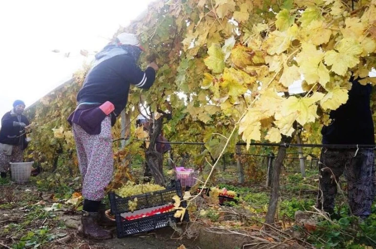 Sarıgöl’de üzüm hasadı aralıksız sürüyor 