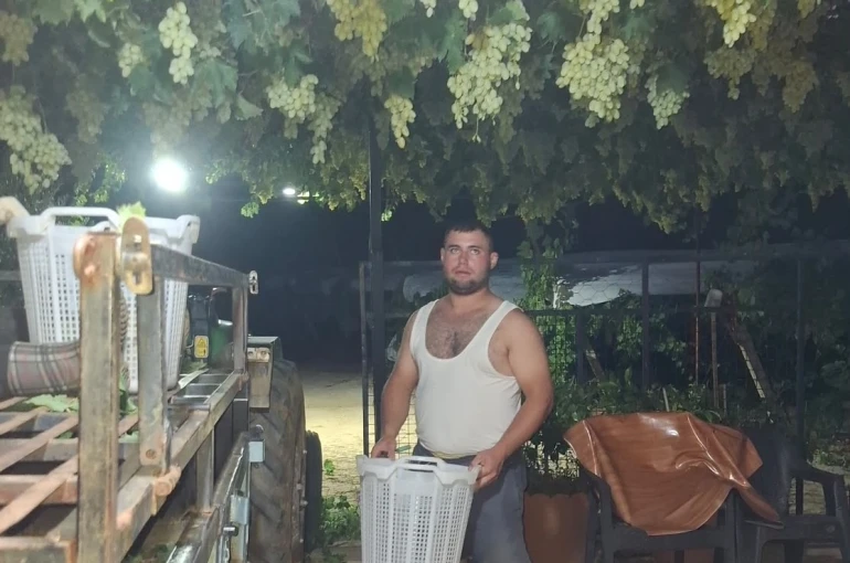 Sarıgöl’de üzüm için gece mesaisi