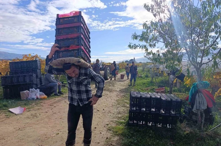 Sarıgöl’de üzüm kesimi aralık ayında da sürüyor 