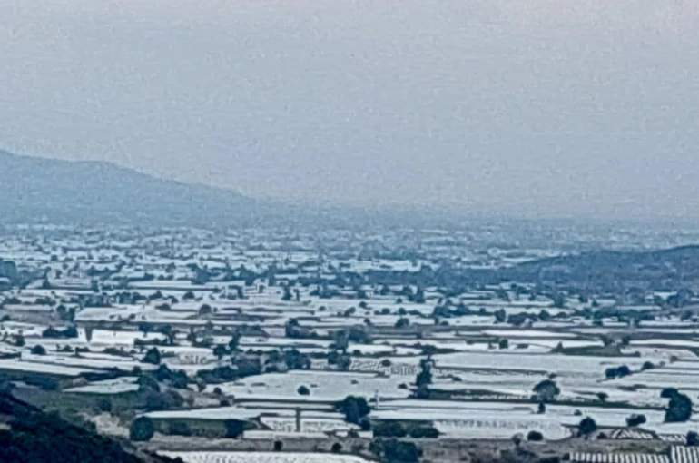 Sarıgöl’de üzüm üretici ihracatın hız kazanmasını bekliyor