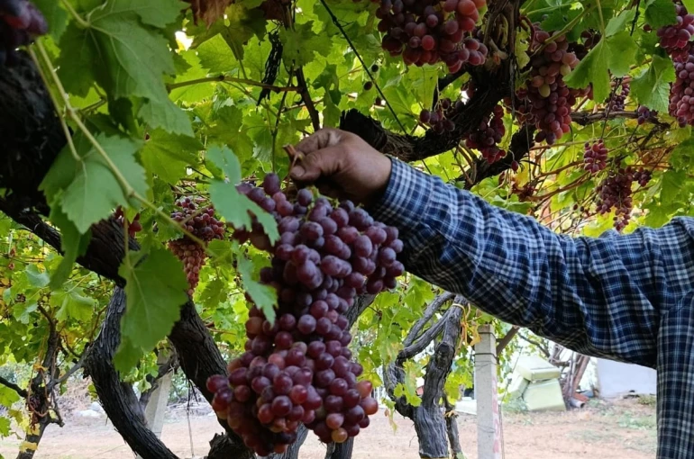 Sarıgöllü üreticiden 1 kilo 740 gramlık üzüm salkımı 
