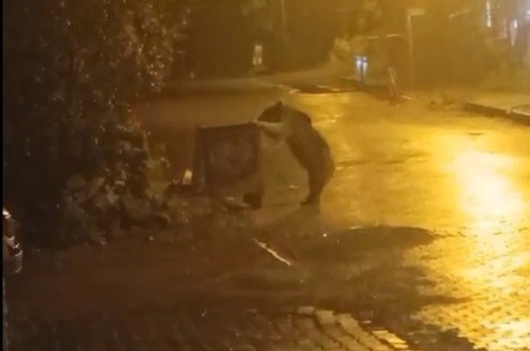 Sarıkamış’ta ayılar kış uykusunu unuttu 