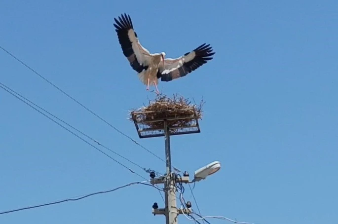 Sazlı’da leylekler yeni yuvasına kavuştu 