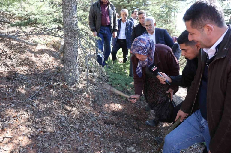 Sedir mantarının geleceği için uyarı: "Her mantar toplanmaz" 