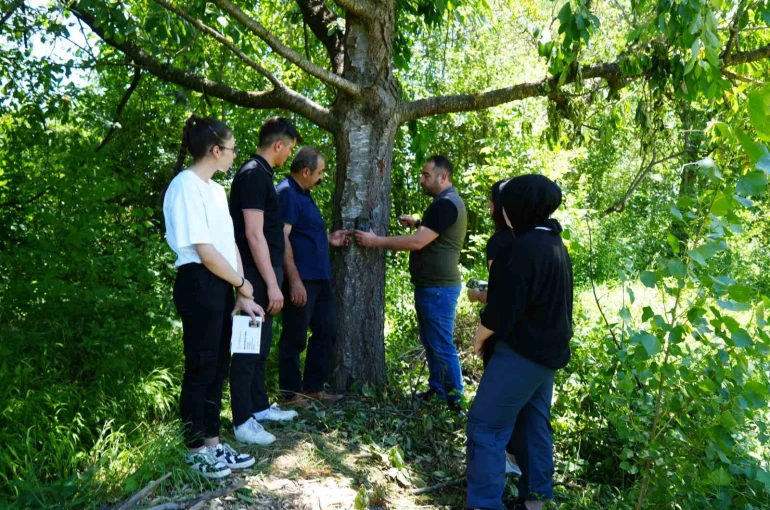 Şehir merkezine yakın köylere kadar inen ayı için Milli Parklar fotokapan kurdu