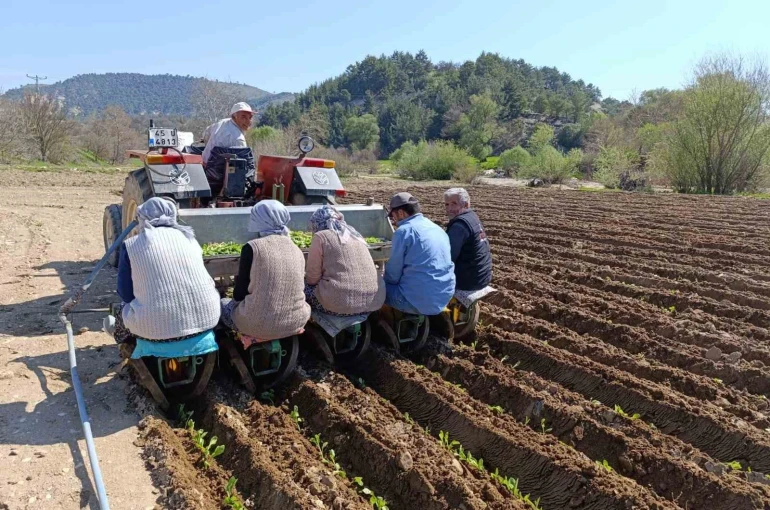 Selendi’de tarım işçisi yevmiyesi 1400 TL oldu 