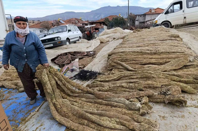 Selendi’de tütünde hasat bitti, kolileme mesaisi başladı 