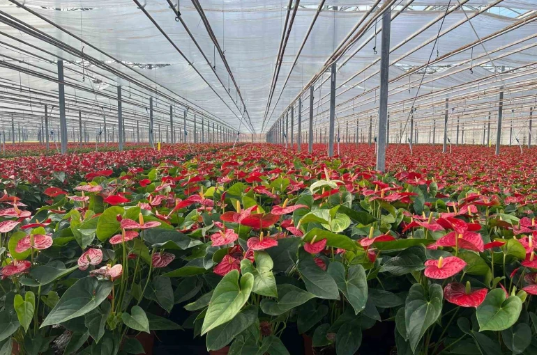 Seralarda modern üretim: Tonlarca salatalık ve süs bitkisi üretimi 