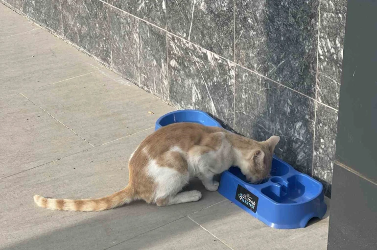 "Sevgimiz, Enerjimiz Sizinle" Projesi sokak hayvanlarına umut oldu 