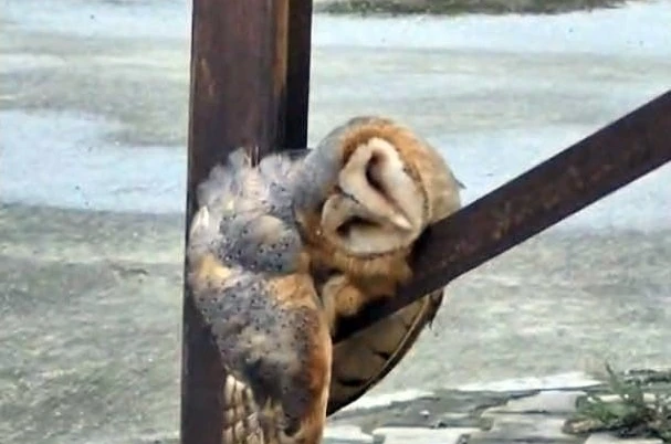 Sevimli Baykuş sokak direğinde uyuya kaldı 