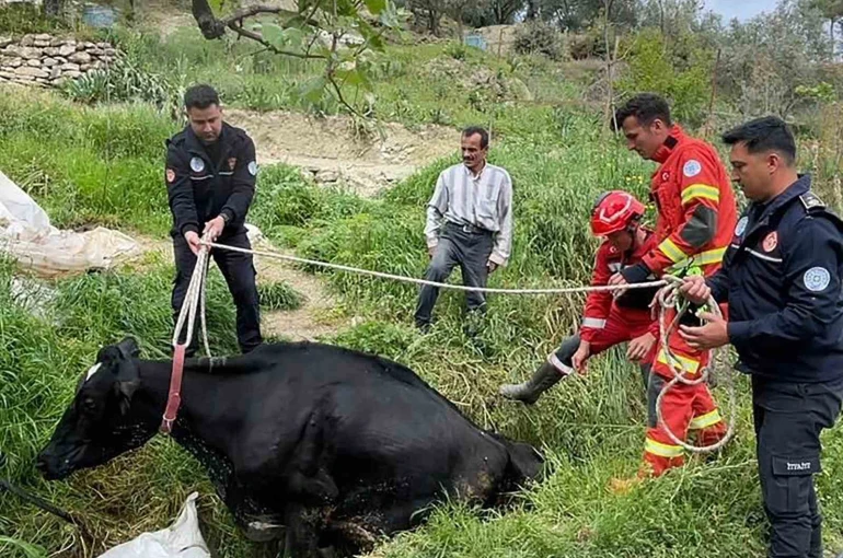 Seydikemer’de mahsur kalan inek itfaiye ekipleri tarafından kurtarıldı 