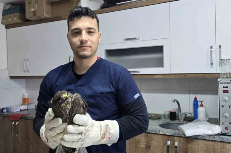 Seydikemer’de yaralı şahin tedavi altına alındı