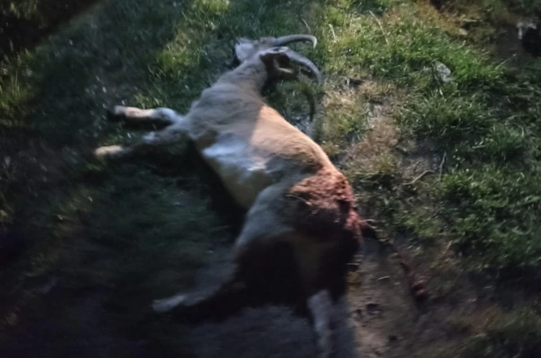 Seydişehir'de kaçak yaban keçisi avına 1 milyon 880 bin TL ceza