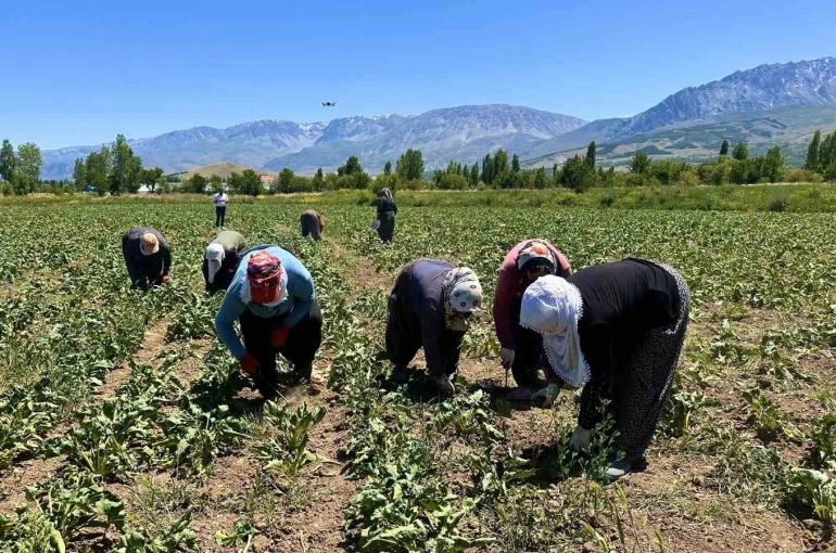Sıcakta alın teriyle pancar çapalıyorlar 