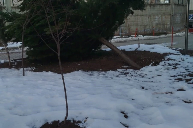 Şiddetli rüzgar hastane bahçesindeki çam ağacını devirdi 