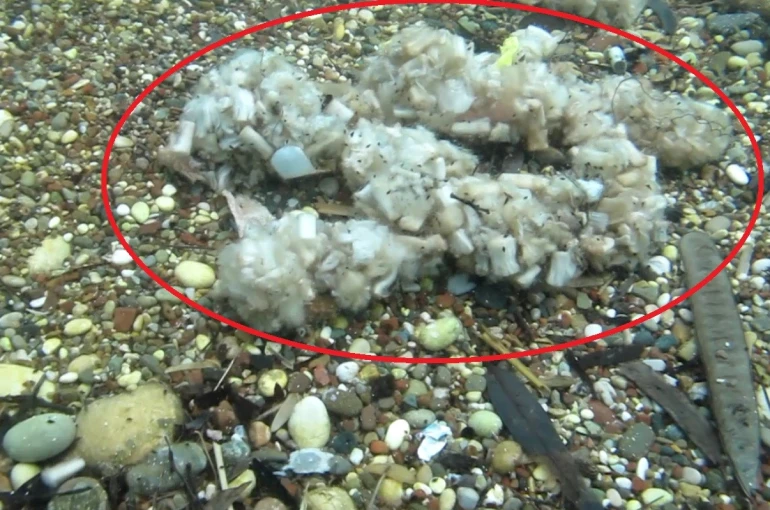 Sigara izmaritleri denizde pamuk tarlasına dönüştü 