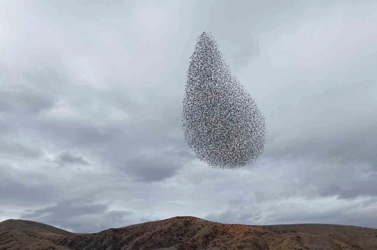 Sığırcık kuşlarından görsel şölen