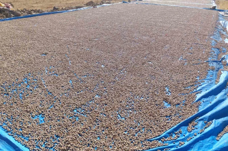 Siirt fıstığı işleme çalışmaları sürüyor 