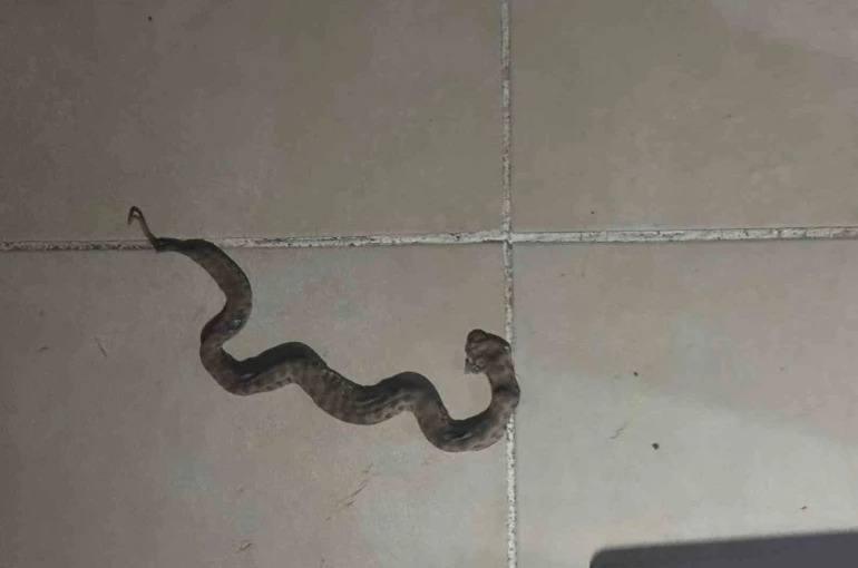 Siirt’te apartmanda görülen yılan paniğe neden oldu 