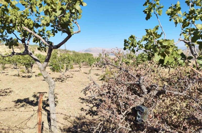 Siirt’te jandarma, fıstık hırsızlıklarına karşı denetimlerini artırdı