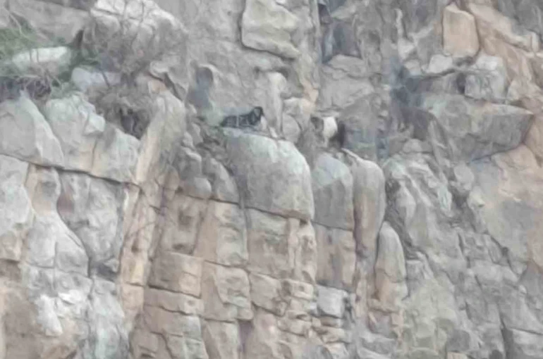 Siirt’te kayalıklarda 4 gündür mahsur kalan 2 keçi kurtarıldı 